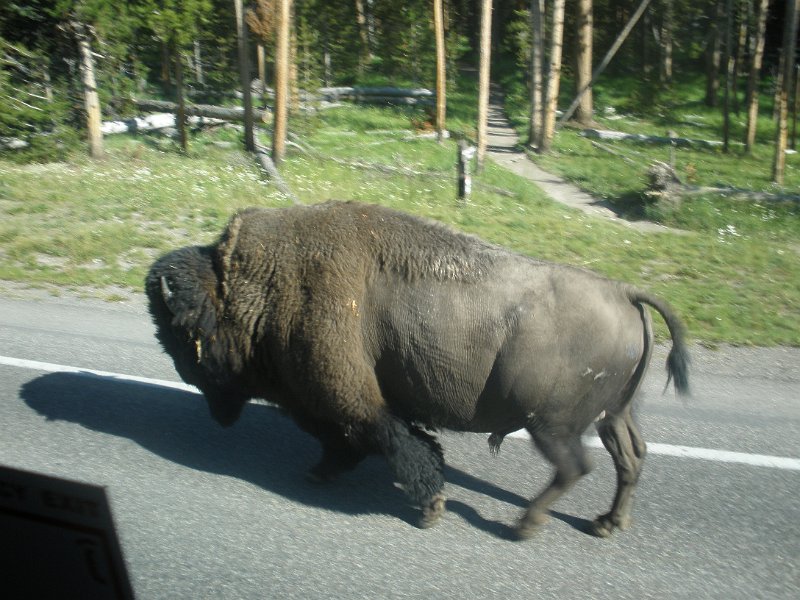 Trip (135).JPG - A buffalo walks along the road in Yellowstone National Park